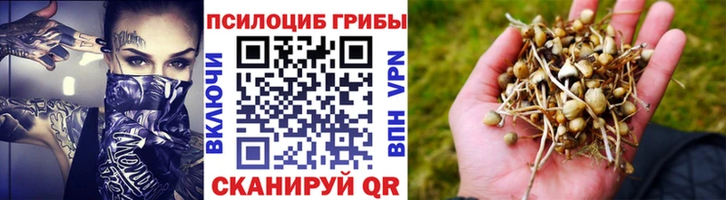 Галлюциногенные грибы MAGIC MUSHROOMS  блэк спрут ссылки  Карачаевск 