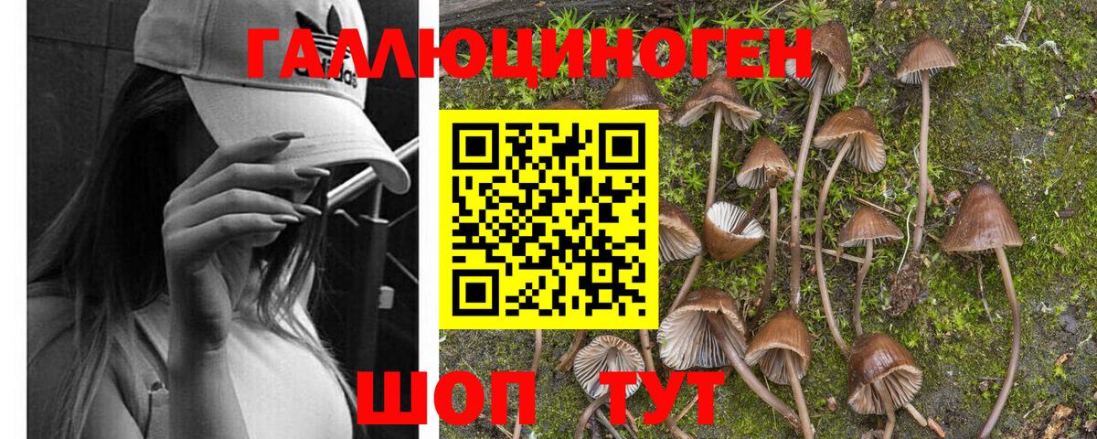 Галлюциногенные грибы Cubensis  Вход с VPN  Карачаевск 